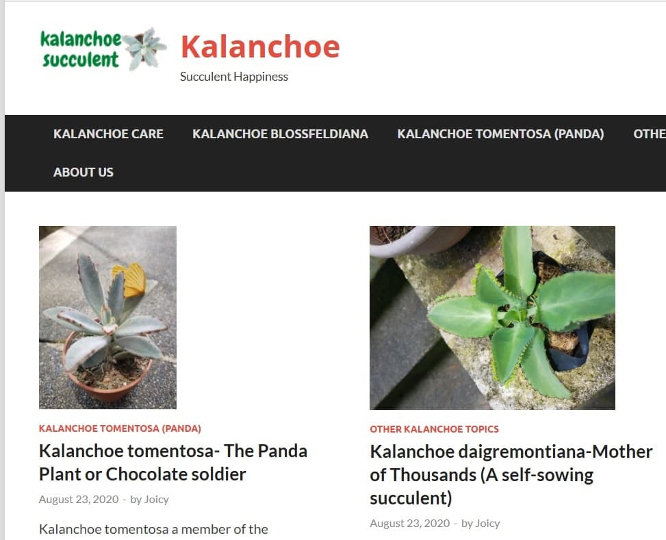 Kalanchoe Website