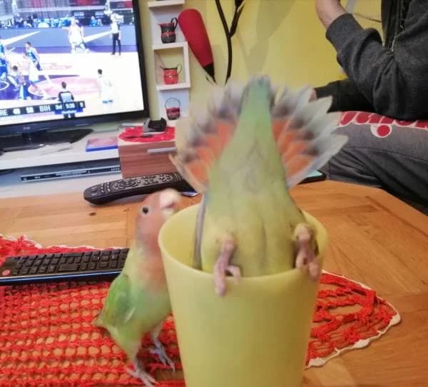 My Parrot Tesla